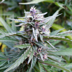 Hi-biscus 3 u. fem Humbold Seeds Company