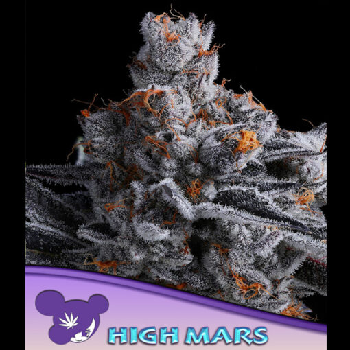 High Mars fem. Anesia