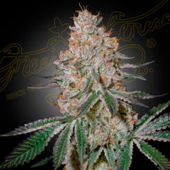 HighCloudZ fem. Green House