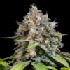 Highway 66 fem. Paradise Seeds