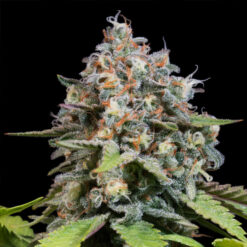 Highway 66 fem. Paradise Seeds