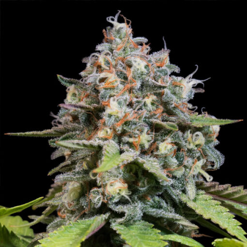 Highway 66 fem. Paradise Seeds