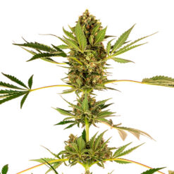 Himalayan CBD fem. Sensi Seeds