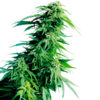 Hindu Kush fem. Sensi Seeds