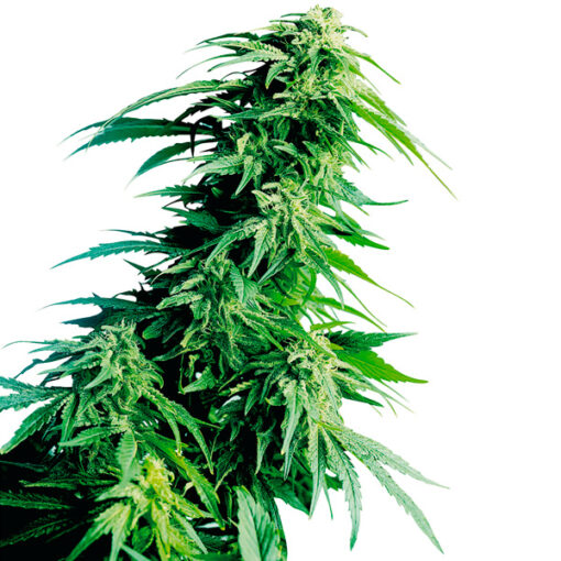 Hindu Kush fem. Sensi Seeds