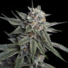 Holy Grail Kush fem. DNA Genetics