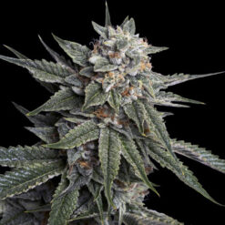 Holy Grail Kush fem. DNA Genetics