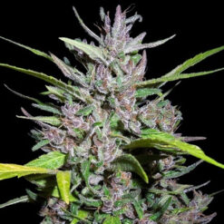 Honduras x Panama fem. Ace Seeds