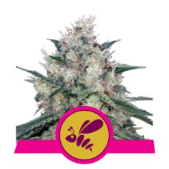 Honey Cream - Fast fem. Royal Queen