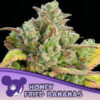 Honey Fried Bananas  3 u. fem Anesia