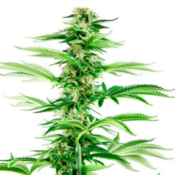 Honey Melon Haze fem. Sensi Seeds Research