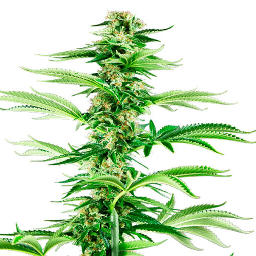 Honey Melon Haze fem. Sensi Seeds Research