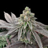 Honey Pam 5 u. fem Limited Edition Gratefull Seeds