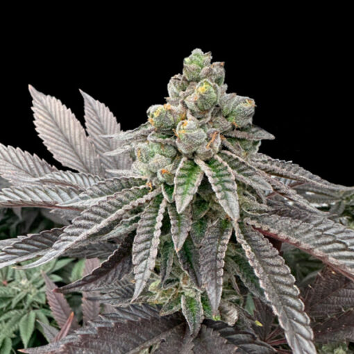 Honey Pam 5 u. fem Limited Edition Gratefull Seeds