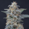 Honeyed Cream Dream 3 u. fem - USA Line- Pure Instinto