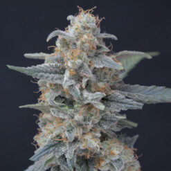 Honeyed Cream Dream 3 u. fem - USA Line- Pure Instinto