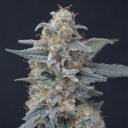 Honeyed Cream Dream 3 u. fem - USA Line- Pure Instinto