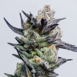Huckleberry Punch fem. Elev8 Seeds