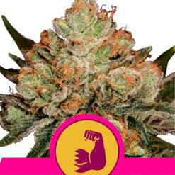 HulkBerry fem. Royal Queen
