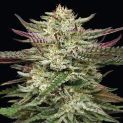 Humboldt Headband 3 u. fem Humbold Seeds Company