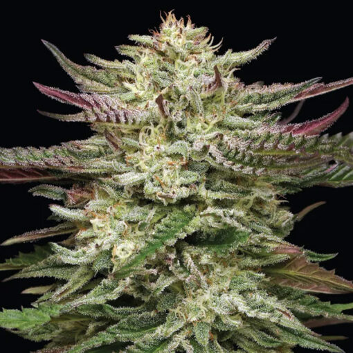 Humboldt Headband 3 u. fem Humbold Seeds Company