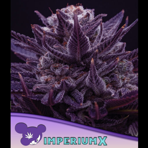 IMPERIUM X fem. Anesia