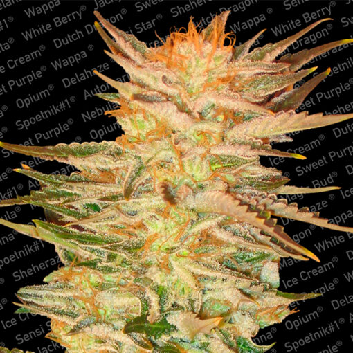 Ice Cream fem. Paradise Seeds