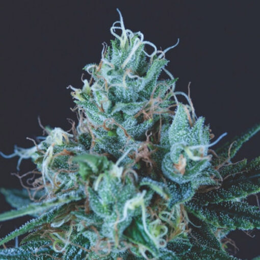 Ice Cream 5 u. fem. Pyramid Seeds