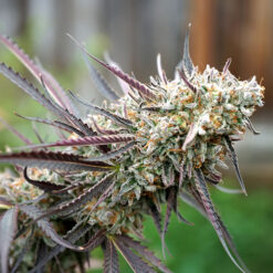 Ice Cream Cake Fast Flowering fem. Humboldt Seed Organization