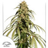 Ice Cream Haze  10 u. fem. Dutch Passion