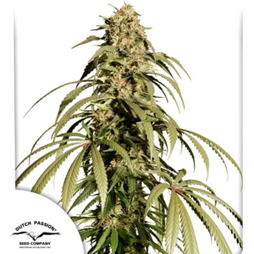 Ice Cream Haze  10 u. fem. Dutch Passion