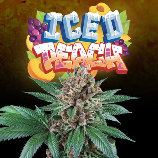Iced Peach 6 u. fem Perfect Tree