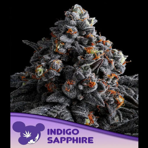 Indigo Sapphire fem. Anesia