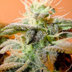 Indoor Mix fem. Female Seeds