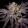 Insanity OG 3 u. fem - Exotic Line- Pure Instinto