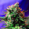 Jack 47 fem. Sweet Seeds