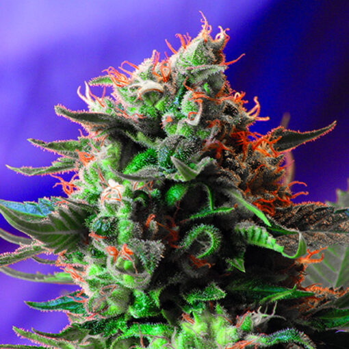 Jack 47 fem. Sweet Seeds