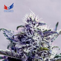 Jack Diesel CBD fem. Positronics Seeds