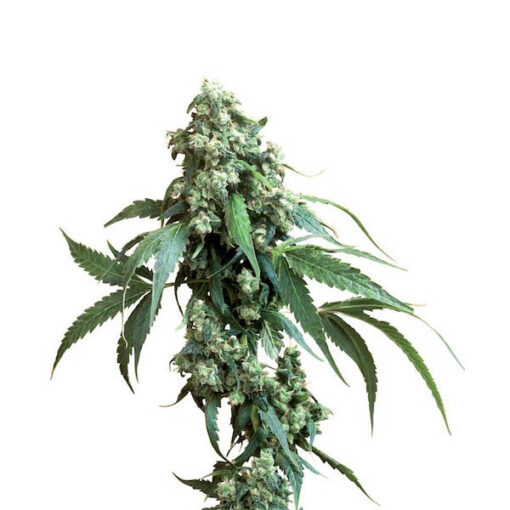 Jack Flash #5 fem. Sensi Seeds