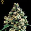 Jack Herer fem. Green House