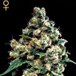 Jack Herer fem. Green House