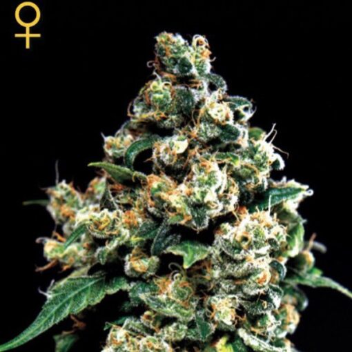 Jack Herer fem. Green House