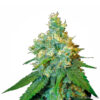 Jack Herer fem. Sensi Seeds