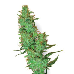 Jack Herer 10 u. reg. White Label