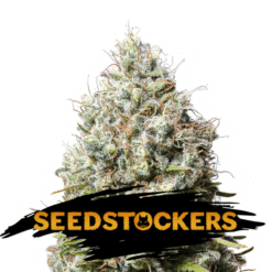 Jack Herer fem. Seedstockers