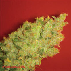 Jack La Mota fem. Medical Seeds
