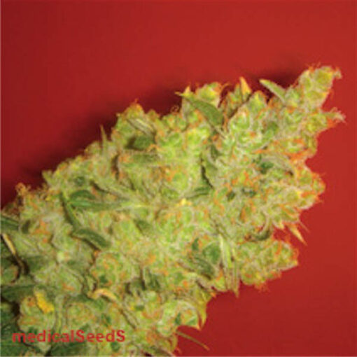 Jack La Mota fem. Medical Seeds