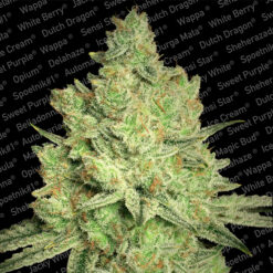 Jacky White fem. Paradise Seeds