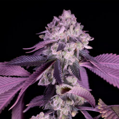 Jealousy   2 u. fem Sacred Terps