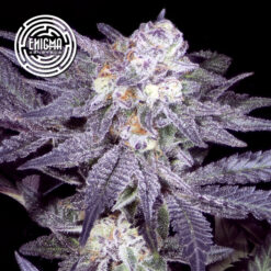 Jealousy 54 - 3 u. fem Enigma Genetics